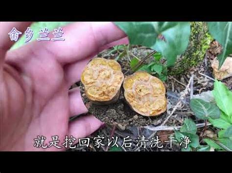 人蔘何首烏種植|人參何首烏種植入門